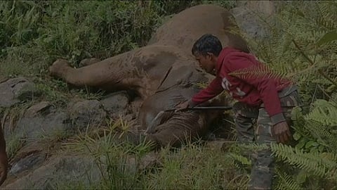 பாறை மீதிருந்து சறுக்கி விழுந்து காட்டு யானை உயிரிழப்பு