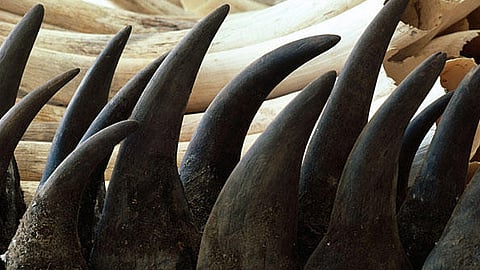 காண்டாமிருகக் கொம்புகள்