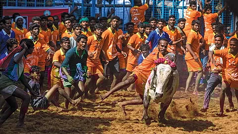 ஜல்லிக்கட்டு