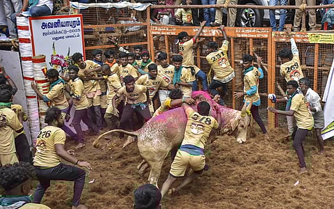 அவனியாபுரம் ஜல்லிக்கட்டு: 19 காளைகளை அடக்கி கார்த்திக் முதலிடம்!
