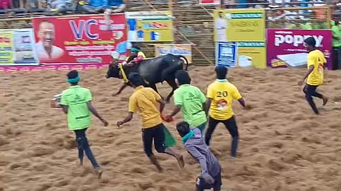 ஜல்லிக்கட்டு களத்தில் காளைகளை அடக்க முற்படும் வீரர்கள்