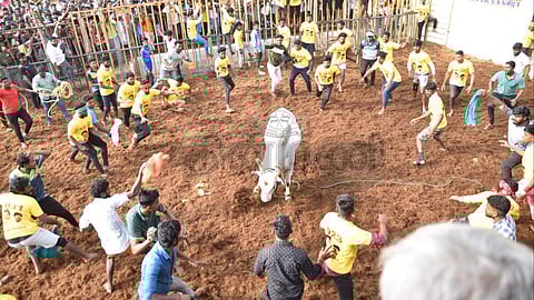 கரூர் ஆர்.டி.மலை ஜல்லிக்கட்டு: அமைச்சர் செந்தில் பாலாஜி தொடங்கி வைத்தார்!