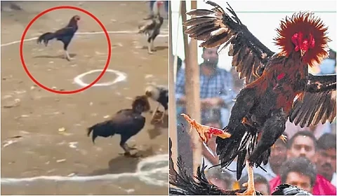 நெமலி புஞ்சுவின் சேவல்