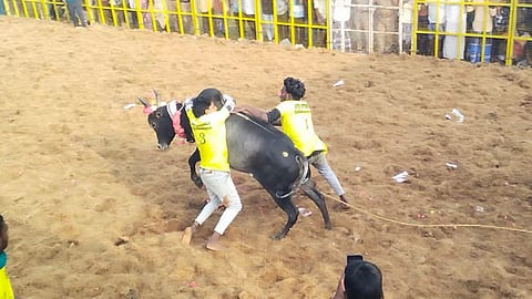 காளைகளுடன் மல்லுக்கட்டும் காளையர்கள்...