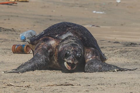 ஈஞ்சம்பாக்கம் கடற்கரையில் இறந்த நிலையில் கரை ஒதுங்கிய ஆமை