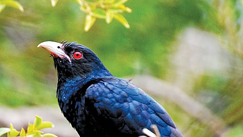 குயில்கள் ஏன் கூடு கட்டுவதில்லை?