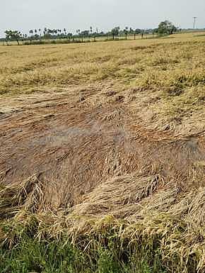 பொன்னேரி வட்டம் காட்டூா் கிராமத்தில் திடீா் மழையால் அடியோடு சாய்ந்துள்ள நெல் பயிா்கள்.