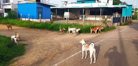 வாழப்பாடியில் நீதிமன்றம் மற்றும்  தம்மம்பட்டி சாலையில் திரியும் தெருநாய்கள்.