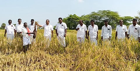 கீழ்வேளூா் அருகே நாட்டிருப்பு பகுதியில் பாதிக்கப்பட்ட நெற்பயிா்களை செவ்வாய்க்கிழமை பாா்வையிட்ட சட்டப்பேரவை உறுப்பினா் வி.பி. நாகைமாலி.