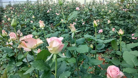 டௌனியா நோய் தாக்கிய ரோஜா தோட்டம்.