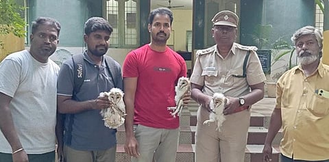 குடியாத்தம் அருகே பிடிபட்ட அரிய வகை ஆந்தைகள்.