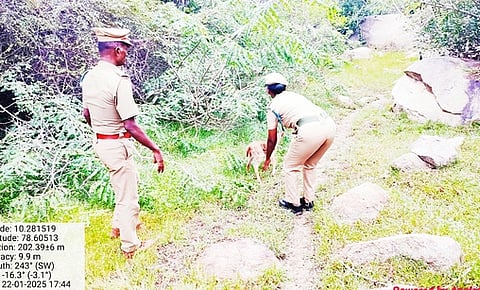 பொன்னமராவதி அருகே செவிலிமலை வனப்பகுதியில் புதன்கிழமை விடப்பட்ட மான் குட்டி.