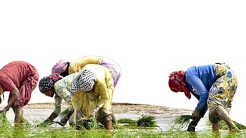 விவசாயிகளுக்கான சில்லறை பணவீக்கம் சரிவு!