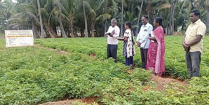 நான்குனேரி அருகேயுள்ள மறுகால்குறிச்சியில் விவசாயத் தோட்டத்தில் வியாழக்கிழமை ஆய்வு மேற்கொண்ட வேளாண் அதிகாரிகள்.