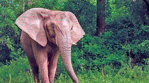 மிருகம்... ஏன்? எதற்கு? எப்படி?