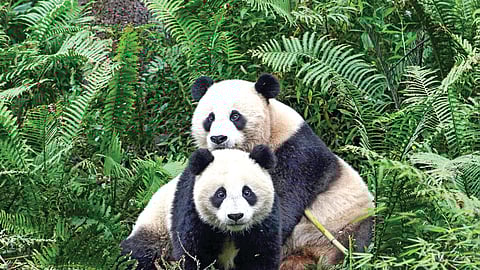 சீன பான்டாக்கள்...