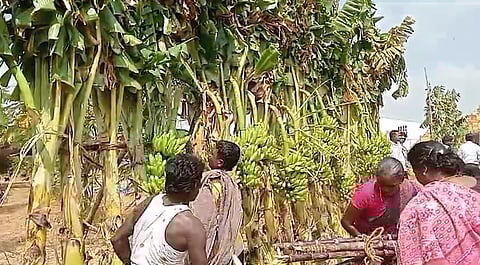 முதல்வர் கூட்டம் முடிந்தவுடன் அரிவாளுடன் காத்து கிடந்த மக்கள் அங்கிருந்த வாழைக்குலை மற்றும் கரும்புகளை வெட்டி எடுத்து சென்றனர்.
