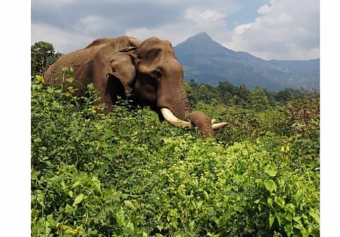 கும்கி யானை ராமு