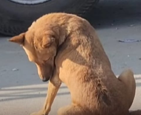 தெருநாய்