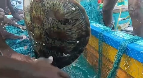 மீனவா் வலையில் சிக்கிய கடல் ஆமை