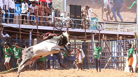 மதுரை அலங்காநல்லூா் அருகேயுள்ள கீழக்கரை கலைஞா் நூற்றாண்டு ஏறு தழுவும் மைதானத்தில் நடைபெற்ற ஜல்லிக்கட்டுப் போட்டி