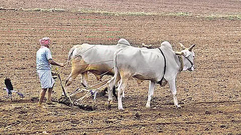 விவசாயிகளுக்கான சில்லறை பணவீக்கம் சரிவு