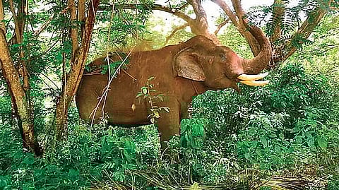 கோப்புப் படம்