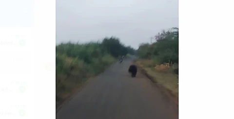 மறுகால்குறிச்சியில் இருந்து நாங்குநேரிக்கு செல்லும் சாலையில் வியாழக்கிழமை காலை சாலையில் உலவிய கரடி