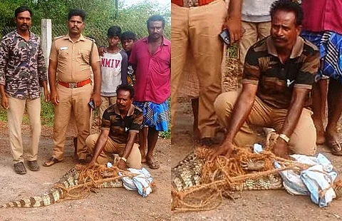 சிதம்பரம் அருகே சி.வக்கிரமாரி கிராம குளத்திலிருந்து முதலையை மீட்ட வனத்துறையினர்