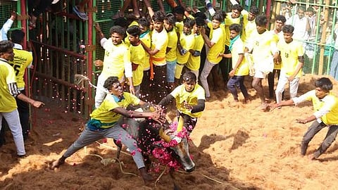 ஜல்லிக்கட்டு