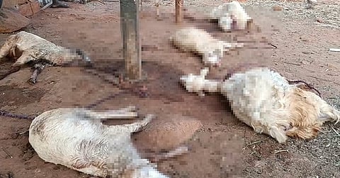 சாணாரப்பட்டியில் மர்ம விலங்கு கடித்ததில் இறந்து கிடக்கும் ஆடுகள்.