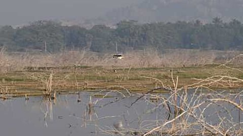 ஏரியின் நடுவே கூடுகட்டி வசிக்கும் நீா்வாழ் பறவை.
