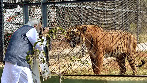 புலியுடன் பிரதமர் மோடி