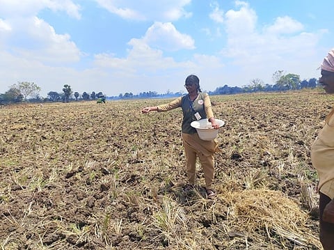 ஆலங்குடியில் எள் விதைக்கும் பயிற்சியில் ஈடுபட்ட வேளாண் கல்லூரி மாணவி.
