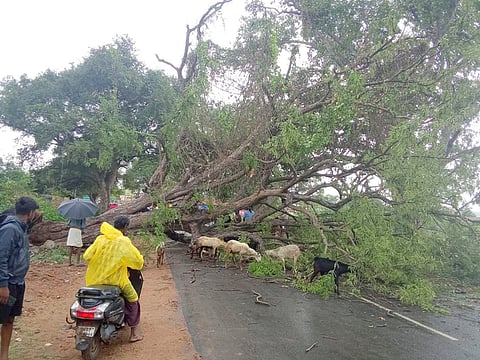 பழனி -உடுமலை தேசிய நெடுஞ் சாலையில் புதன்கிழமை அ.கலையமுத்தூரில் சாலையில் விழுந்த மரம்.