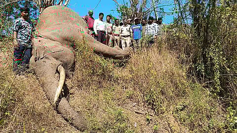 சட்டவிரோதமாக அமைக்கப்பட்ட சூரிய ஒளி மின்சார வேலியினால் காட்டு யானை ஒன்று மின்சாரம் பாய்ந்து பலியாகியுள்ளது.