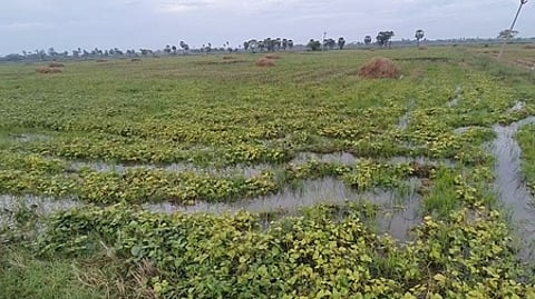 திப்புகலூா் பகுதியில் உளுந்து சாகுபடி வயலில் தேங்கியுள்ள மழைநீா்.
