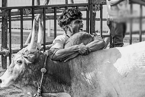 மதுரை கீழக்கரை கலைஞா் நூற்றாண்டு ஏறுதழுவுதல் அரங்கத்தில் ஞாயிற்றுக்கிழமை நடைபெற்ற ஜல்லிக்கட்டுப் போட்டி