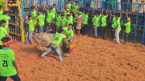 துள்ளிவந்த காளையைப் பிடித்த காளையர்கள்...