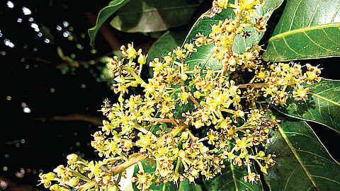 மாம்பூவின் மருத்துவக் குணங்கள்...