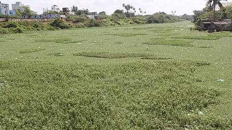 திருவள்ளூா்-மணவாளநகா் இடையே கழிவு நீா் விடுவதாலும், குப்பைகளை கொட்டி வருவதால் அல்லிச்செடிகள் சூழ்ந்து காணப்படும் கூவம் ஆறு.