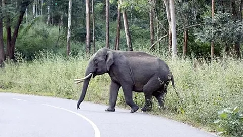 ஒற்றை யானை தாக்கியதில் ஒரே நாளில் 4 பேர் பலியாகியுள்ளனர்.