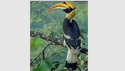 இருவாச்சிகளைப் பாதுகாப்போம்!