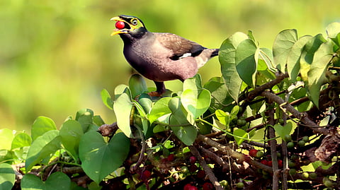 Myna