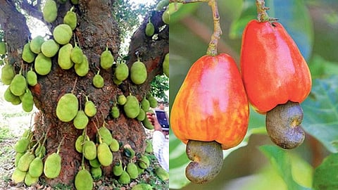 பலாப்பழம், முந்திரி (கோப்புப்படம்)