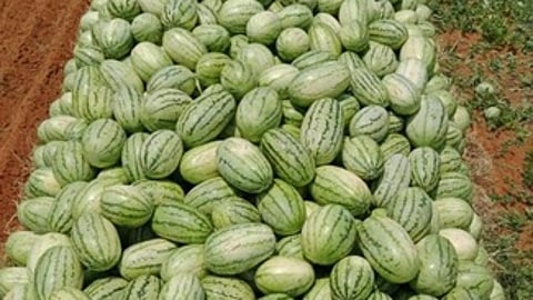 வதந்தியால் வீழ்ச்சியடைந்த தா்பூசணி விலை