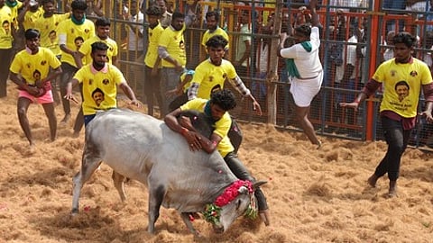 சிங்கிபுரத்தில் சித்திரைத் திருவிழாவை முன்னிட்டு சனிக்கிழமை நடைபெற்ற ஜல்லிக்கட்டில் சீறிவரும் காளையை அடக்க முயலும் இளைஞா்கள்.