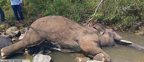 வனத்தில் உயிரிழந்த ஆண் யானை.