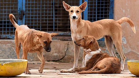 கோப்புப் படம்