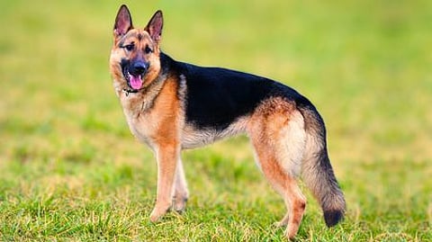 வளர்ப்பு நாய்